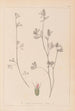 Ranskan kasvilajiston herbarium Pl0340 - Louis Antoine Cusin — näkymä teoksesta