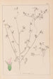 Ranskan kasvilajiston herbarium Pl0341 - Louis Antoine Cusin — näkymä teoksesta