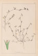 Ranskan kasvilajiston herbarium Pl0342 - Louis Antoine Cusin — näkymä teoksesta