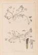 Ranskan kasvilajiston herbarium Pl0343 - Louis Antoine Cusin — näkymä teoksesta