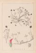 Ranskan kasvilajiston herbarium Pl0344 - Louis Antoine Cusin — näkymä teoksesta