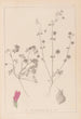 Ranskan kasvilajiston herbarium Pl0345 - Louis Antoine Cusin — näkymä teoksesta