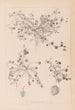 Ranskan kasvilajiston herbarium Pl0346 - Louis Antoine Cusin — näkymä teoksesta