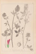 Ranskan kasvilajiston herbarium Pl0347 - Louis Antoine Cusin — näkymä teoksesta