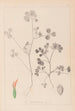 Ranskan kasvilajiston herbarium Pl0348 - Louis Antoine Cusin — näkymä teoksesta