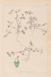 Ranskan kasvilajiston herbarium Pl0349 - Louis Antoine Cusin — näkymä teoksesta