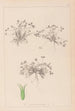 Ranskan kasvilajiston herbarium Pl0350 - Louis Antoine Cusin — näkymä teoksesta