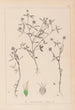 Ranskan kasvilajiston herbarium Pl0351 - Louis Antoine Cusin — näkymä teoksesta