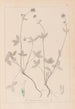 Ranskan kasvilajiston herbarium Pl0352 - Louis Antoine Cusin — näkymä teoksesta