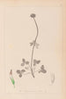 Ranskan kasvilajiston herbarium Pl0353 - Louis Antoine Cusin — näkymä teoksesta
