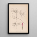 Ranskan kasvilajiston herbarium Pl0354 - Louis Antoine Cusin — kehystetty taideteos seinällä