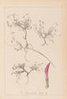 Ranskan kasvilajiston herbarium Pl0354 - Louis Antoine Cusin — näkymä teoksesta