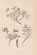 Ranskan kasvilajiston herbarium Pl0355 - Louis Antoine Cusin — näkymä teoksesta
