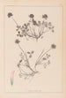 Ranskan kasvilajiston herbarium Pl0356 - Louis Antoine Cusin — näkymä teoksesta