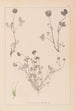 Ranskan kasvilajiston herbarium Pl0357 - Louis Antoine Cusin — näkymä teoksesta
