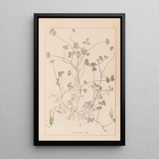 Louis Antoine Cusin - Herbier de la flore franaise Pl0358.webp