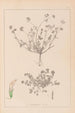 Ranskan kasvilajiston herbarium Pl0359 - Louis Antoine Cusin — näkymä teoksesta