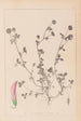 Ranskan kasvilajiston herbarium Pl0360 - Louis Antoine Cusin — näkymä teoksesta