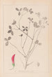 Ranskan kasvilajiston herbarium Pl0361 - Louis Antoine Cusin — näkymä teoksesta