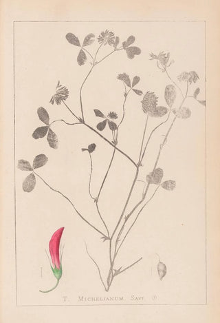 Louis Antoine Cusin - Herbier de la flore franaise Pl0361.webp