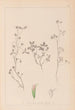 ranskalaisen kasvilajiston herbarium Pl0363 - Louis Antoine Cusin — näkymä teoksesta