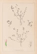 ranskalaisen kasvilajiston herbarium Pl0364 - Louis Antoine Cusin — näkymä teoksesta
