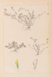 ranskalaisen kasvilajiston herbarium Pl0365 - Louis Antoine Cusin — näkymä teoksesta