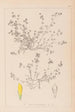ranskalaisen kasvilajiston herbarium Pl0366 - Louis Antoine Cusin — näkymä teoksesta