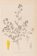 ranskalaisen kasvilajiston herbarium Pl0368 - Louis Antoine Cusin — näkymä teoksesta