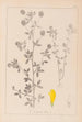 ranskalaisen kasvilajiston herbarium Pl0370 - Louis Antoine Cusin — näkymä teoksesta