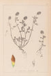 ranskalaisen kasvilajiston herbarium Pl0371 - Louis Antoine Cusin — näkymä teoksesta