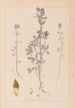 ranskalaisen kasvilajiston herbarium Pl0372 - Louis Antoine Cusin — näkymä teoksesta