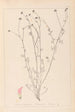 ranskalaisen kasvilajiston herbarium Pl0373 - Louis Antoine Cusin — näkymä teoksesta