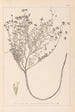 ranskalaisen kasvilajiston herbarium Pl0374 - Louis Antoine Cusin — näkymä teoksesta