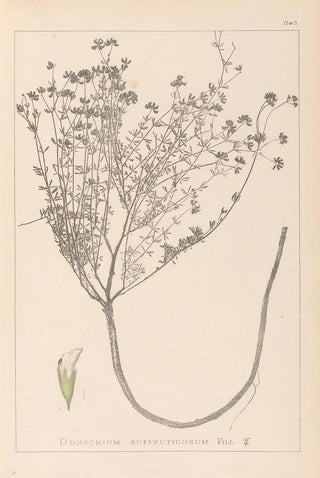 Louis Antoine Cusin - Herbier de la flore franaise Pl0374.webp