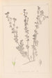 ranskalaisen kasvilajiston herbarium Pl0375 - Louis Antoine Cusin — näkymä teoksesta