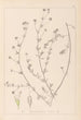 ranskalaisen kasvilajiston herbarium Pl0376 - Louis Antoine Cusin — näkymä teoksesta