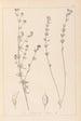 ranskalaisen kasvilajiston herbarium Pl0377 - Louis Antoine Cusin — näkymä teoksesta