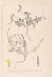 ranskalaisen kasvilajiston herbarium Pl0378 - Louis Antoine Cusin — näkymä teoksesta