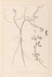 ranskalaisen kasvilajiston herbarium Pl0379 - Louis Antoine Cusin — näkymä teoksesta