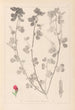 ranskalaisen kasvilajiston herbarium Pl0380 - Louis Antoine Cusin — näkymä teoksesta