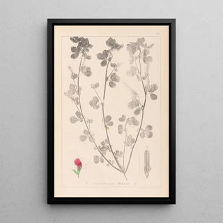 Louis Antoine Cusin - Herbier de la flore franaise Pl0380.webp