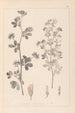 ranskalaisen kasvilajiston herbarium Pl0381 - Louis Antoine Cusin — näkymä teoksesta