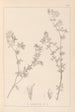 ranskalaisen kasvilajiston herbarium Pl0382 - Louis Antoine Cusin — näkymä teoksesta