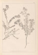 ranskalaisen kasvilajiston herbarium Pl0383 - Louis Antoine Cusin — näkymä teoksesta