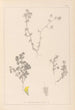 ranskalaisen kasvilajiston herbarium Pl0384 - Louis Antoine Cusin — näkymä teoksesta