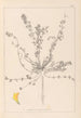 ranskalaisen kasvilajiston herbarium Pl0385 - Louis Antoine Cusin — näkymä teoksesta