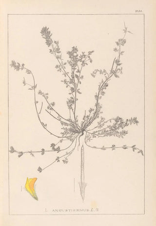 Louis Antoine Cusin - Herbier de la flore franaise Pl0385.webp
