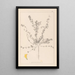 ranskalaisen kasvilajiston herbarium Pl0385 - Louis Antoine Cusin — kehystetty taideteos seinällä