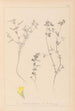 ranskalaisen kasvilajiston herbarium Pl0386 - Louis Antoine Cusin — näkymä teoksesta